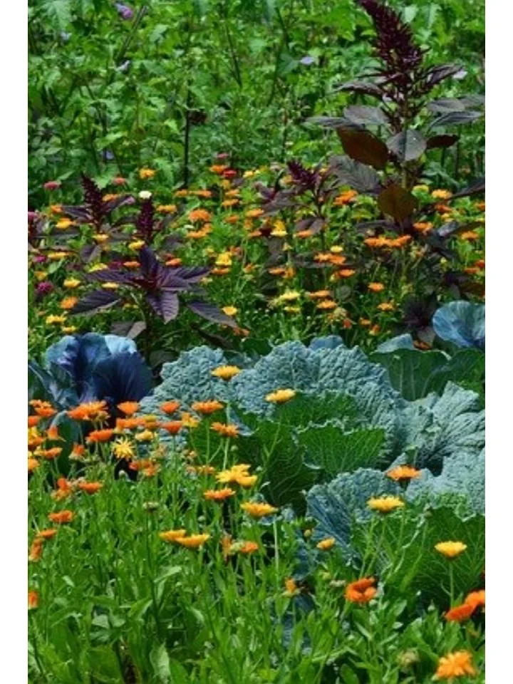 14个缤纷可食花园场景·蔬菜搭配美学