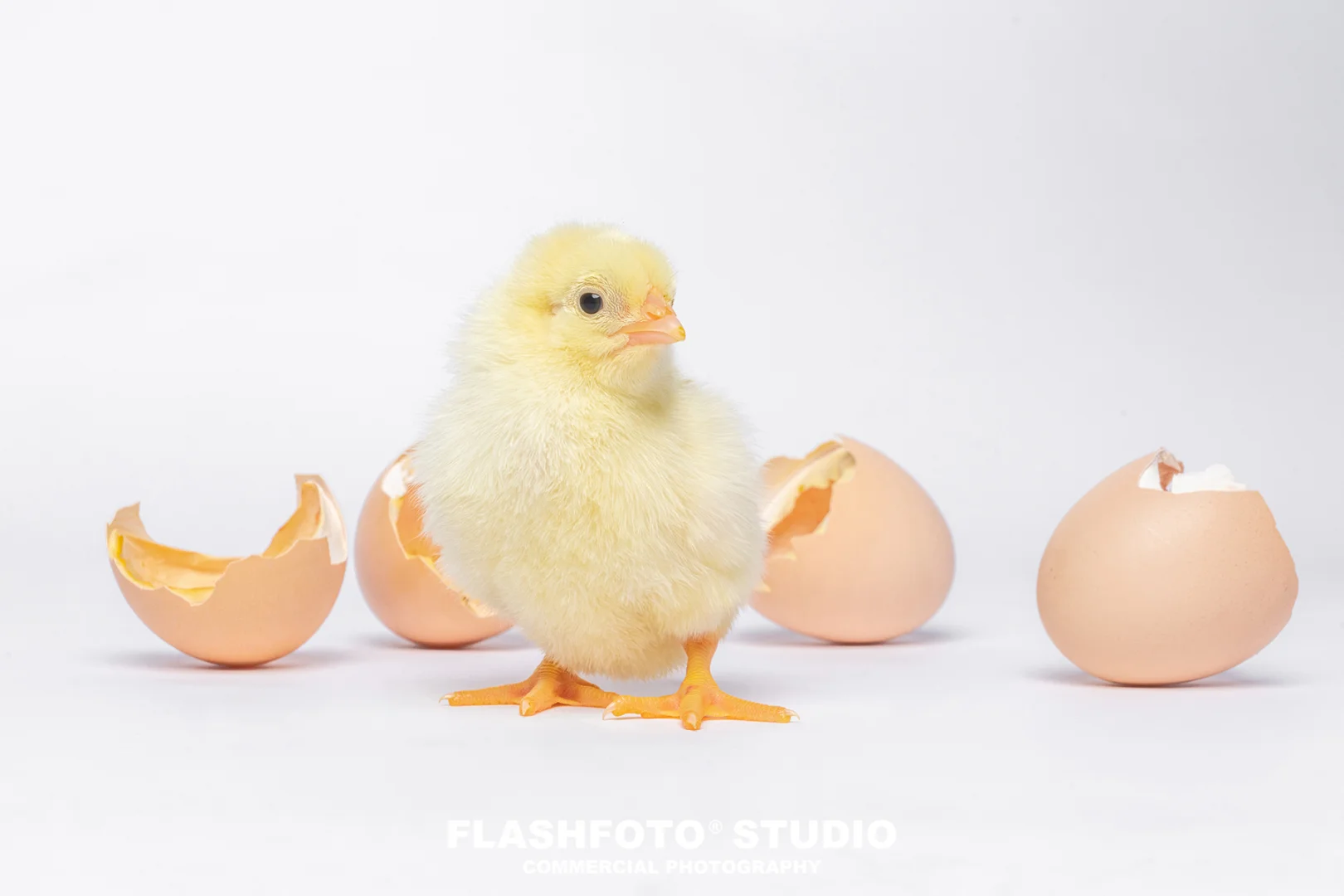 畜牧业商业拍摄|高级感