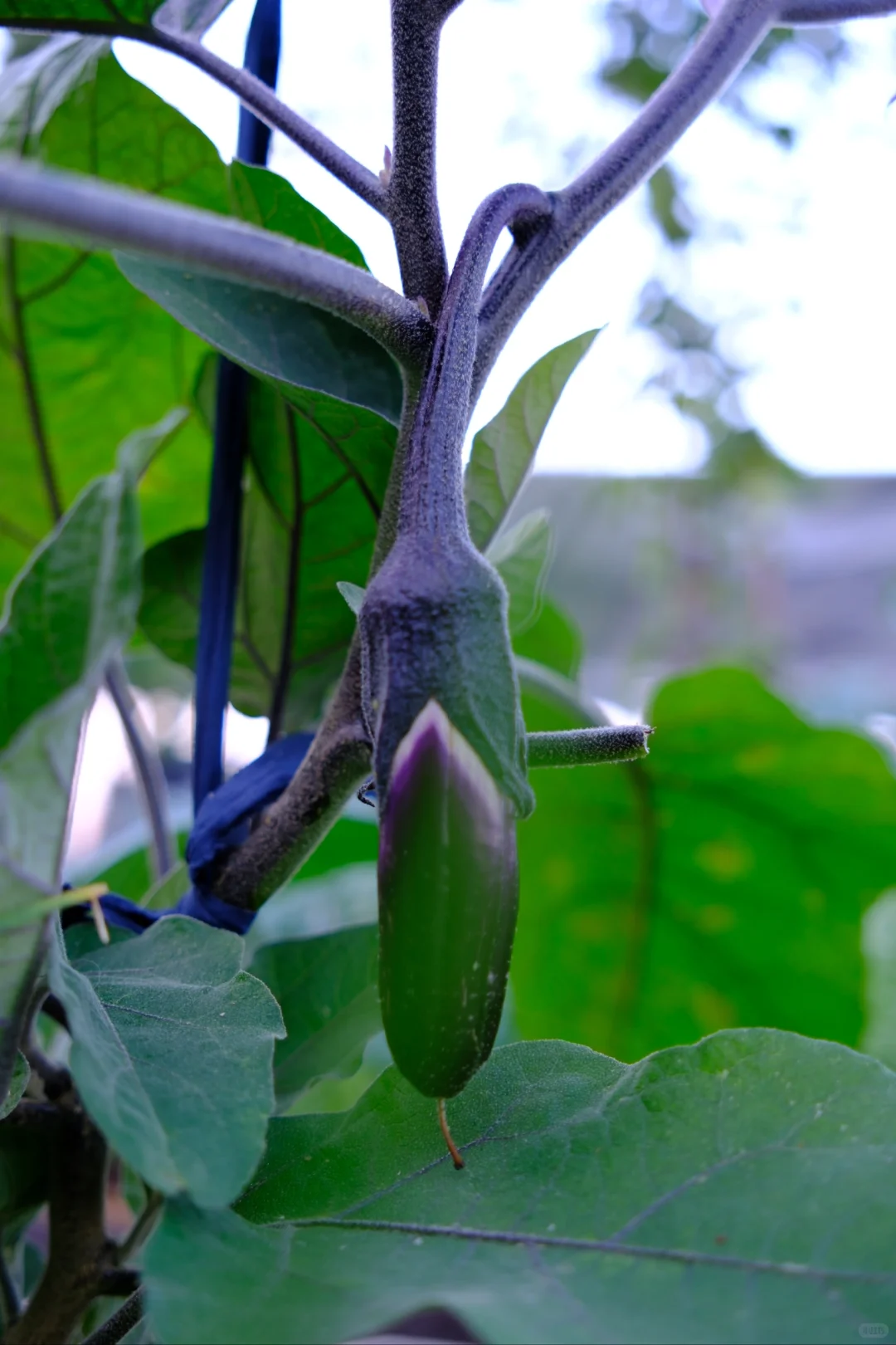 富士随拍｜菜园里的治愈色
