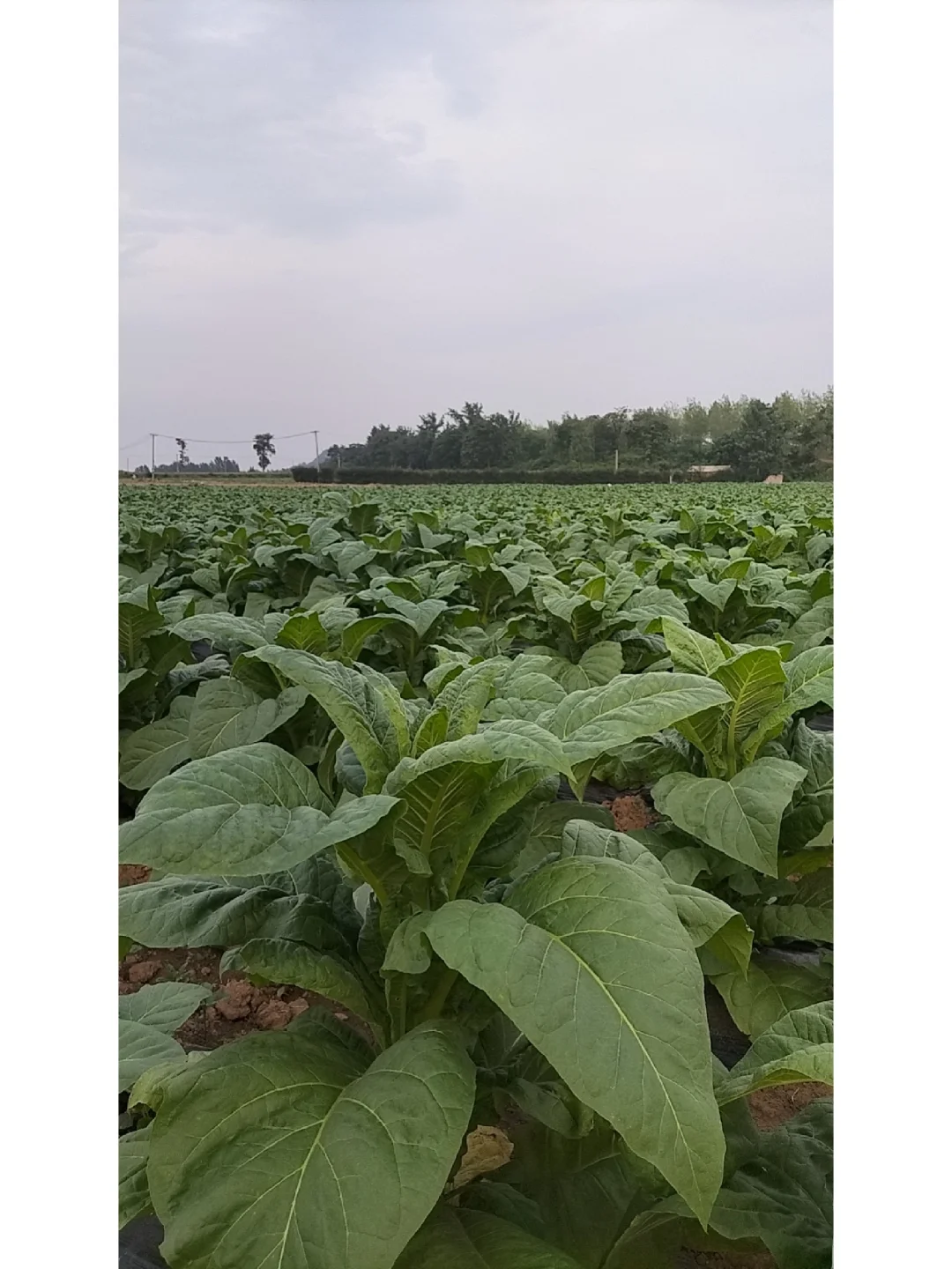 这种农作物，十人九不知，尤其是城市人！