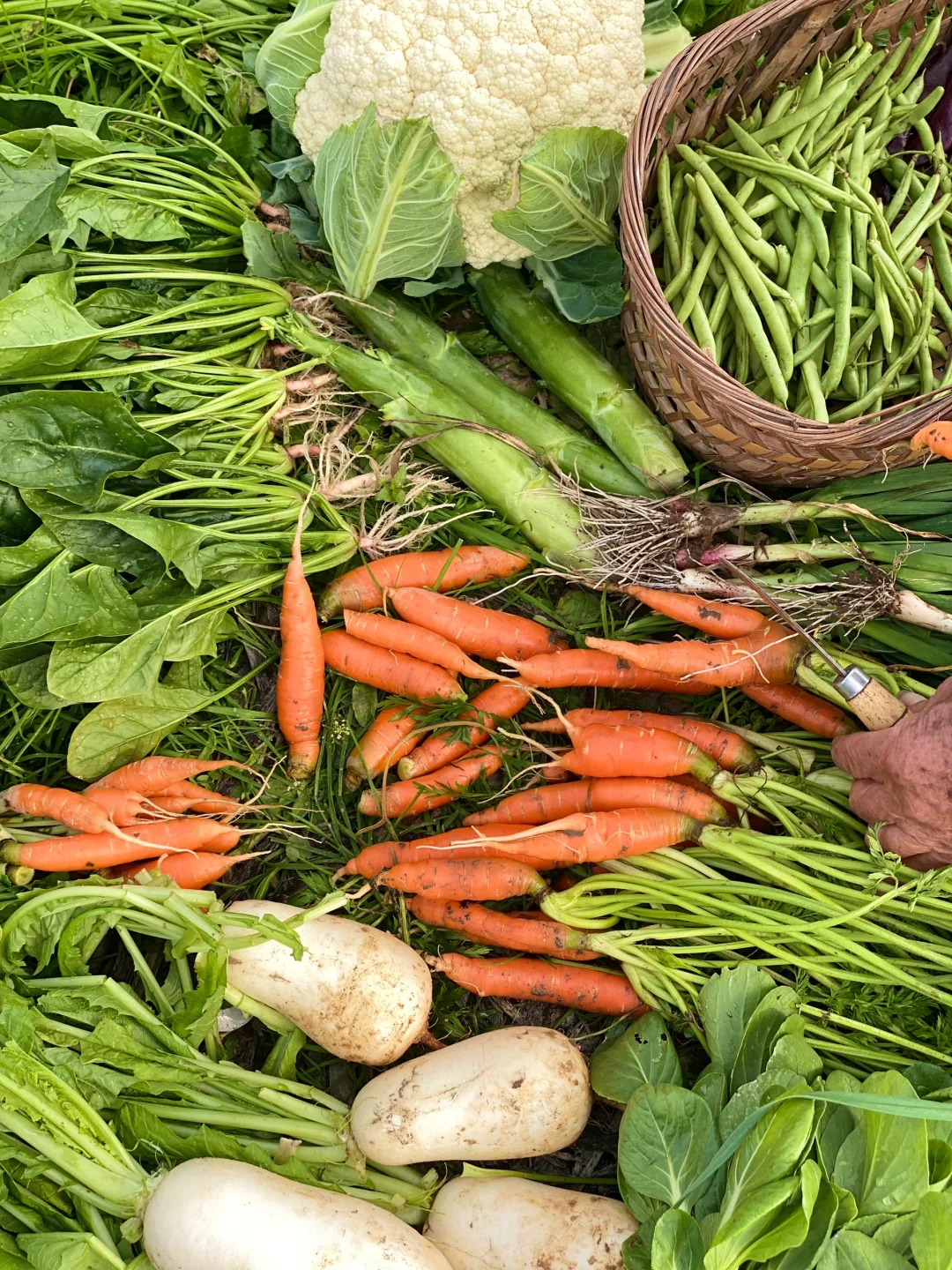 去田里买菜这件事太有情绪价值啦❤️☀️?