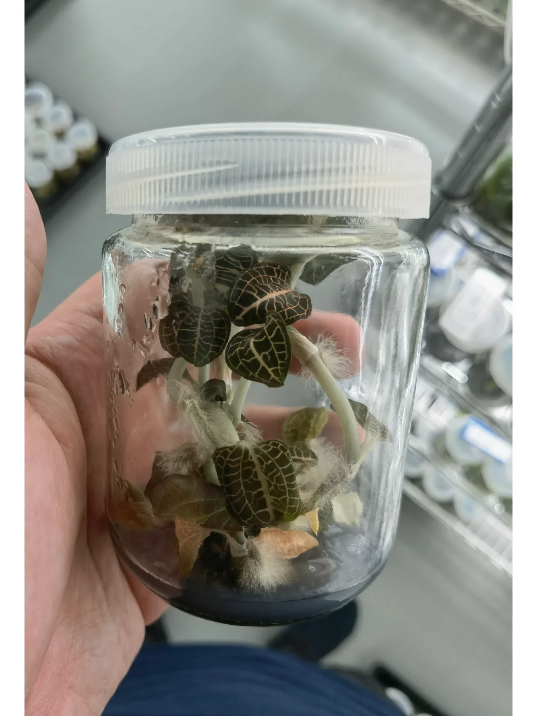 兰花里唯一观叶类型-宝石兰