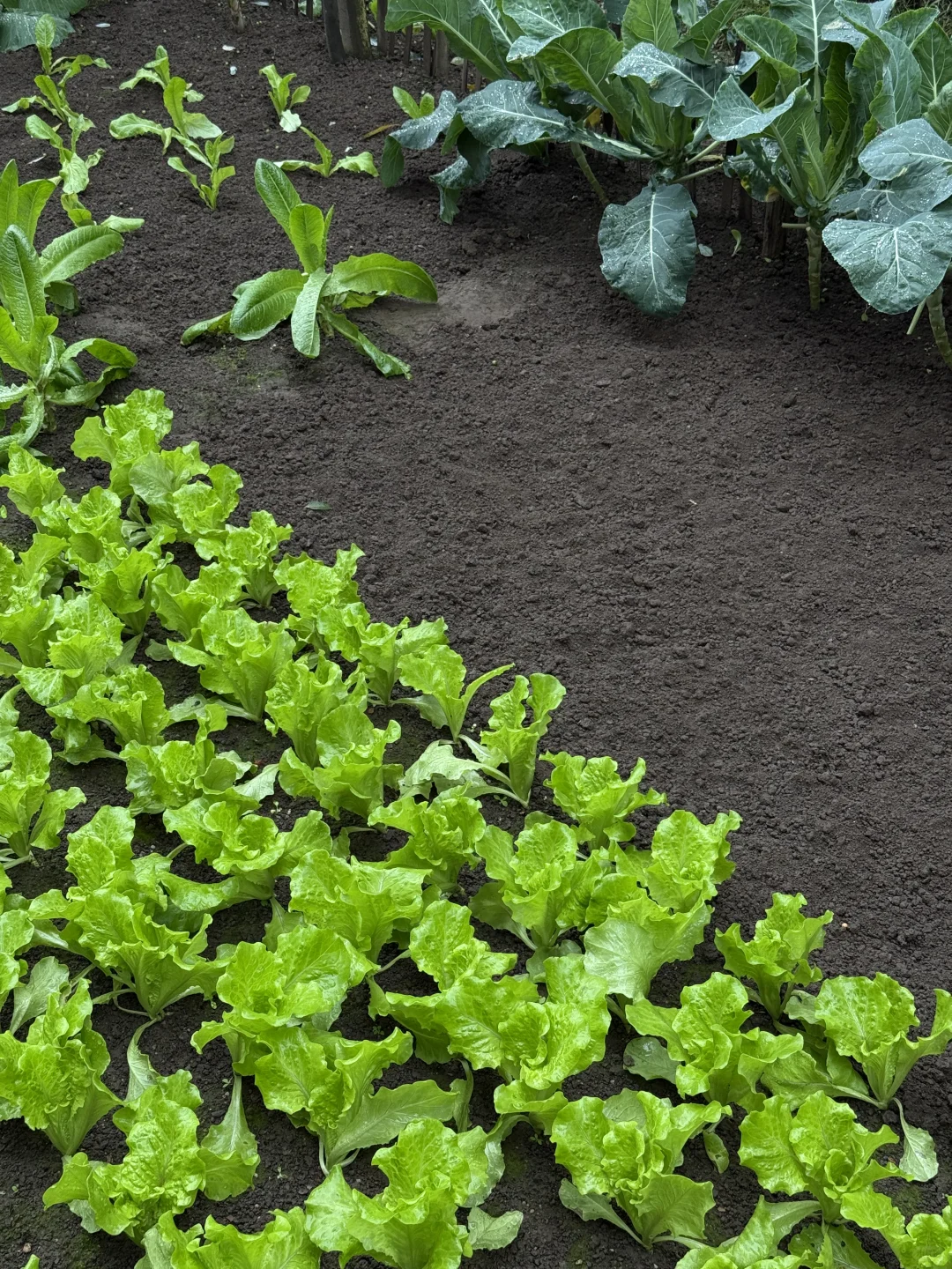 “天呐：永远没有一根杂草的菜地……”