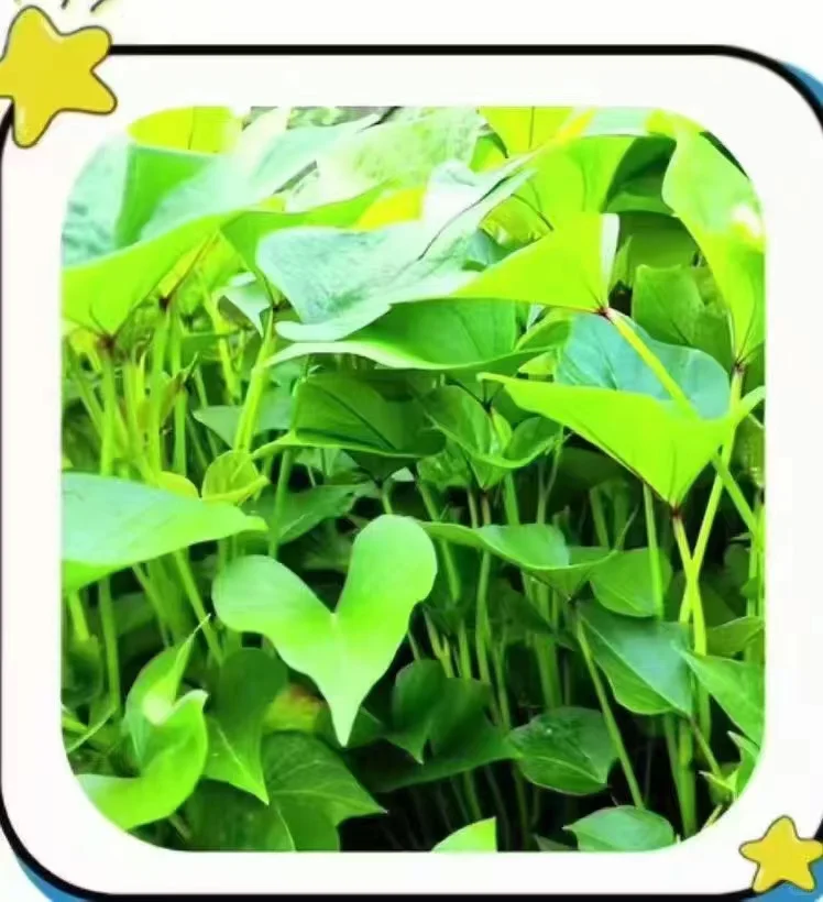 农作物，你能认识几个？？