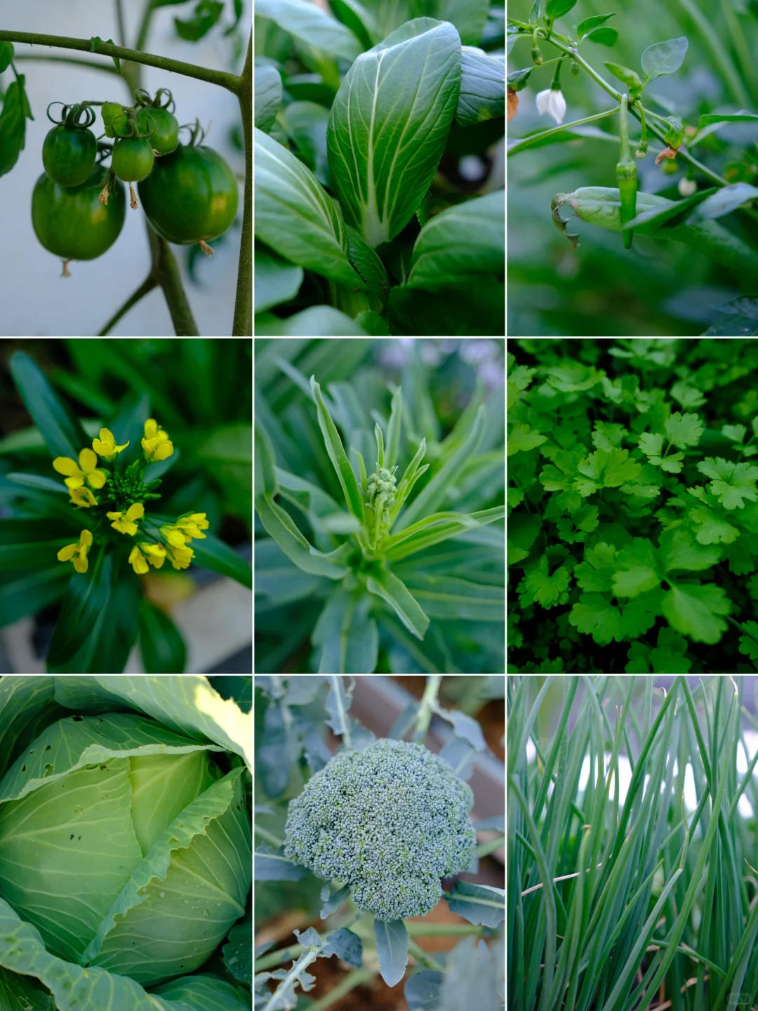 富士随拍｜菜园里的治愈色