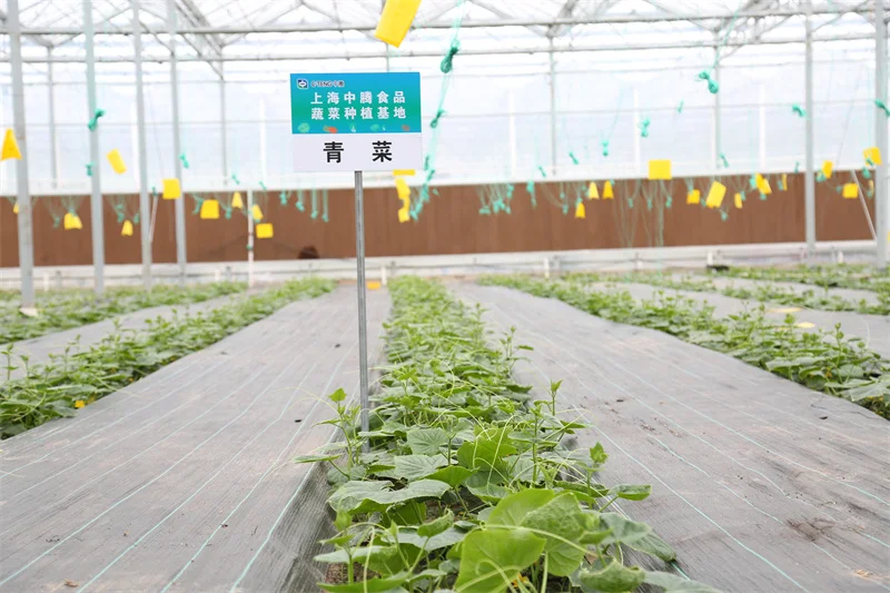 中腾食品上海中央厨房打造高效卫生的供应链