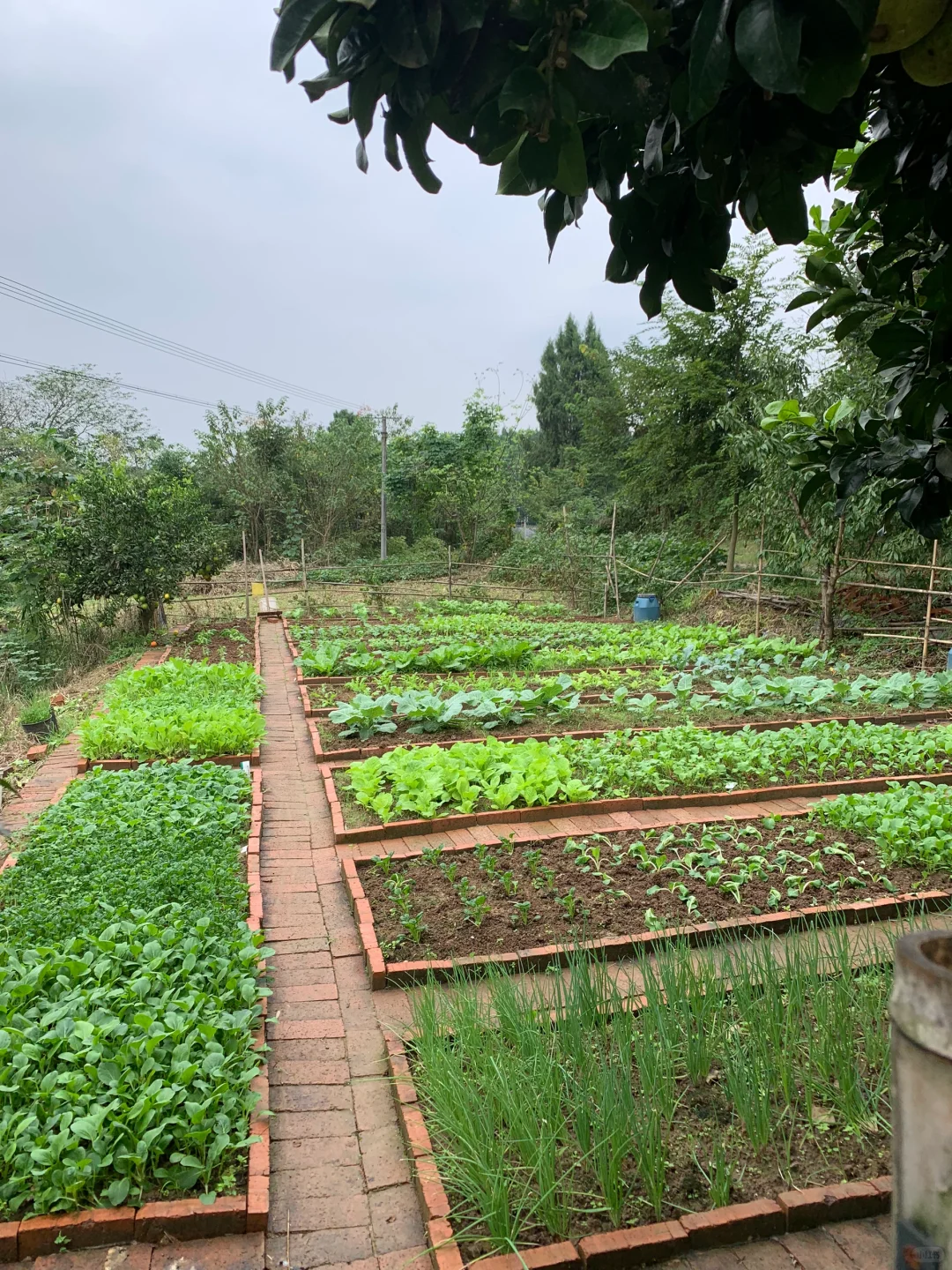 秋雨中的小菜园