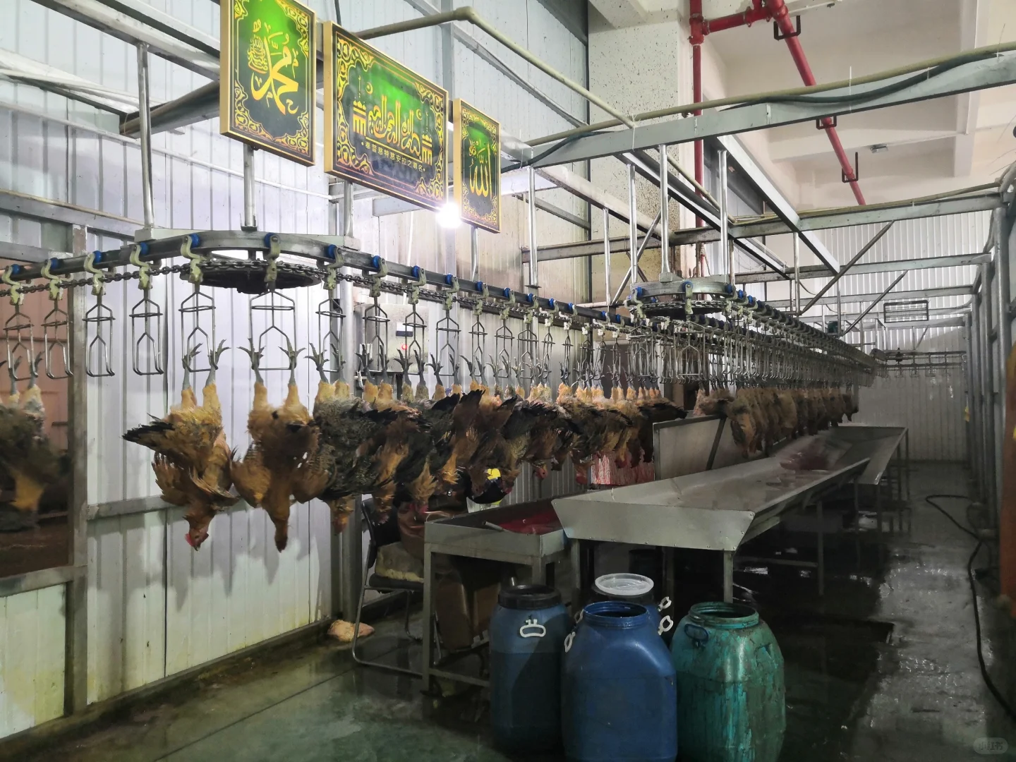 欢迎参观马杨屠宰厂,欢迎采购滇哥鸡!
