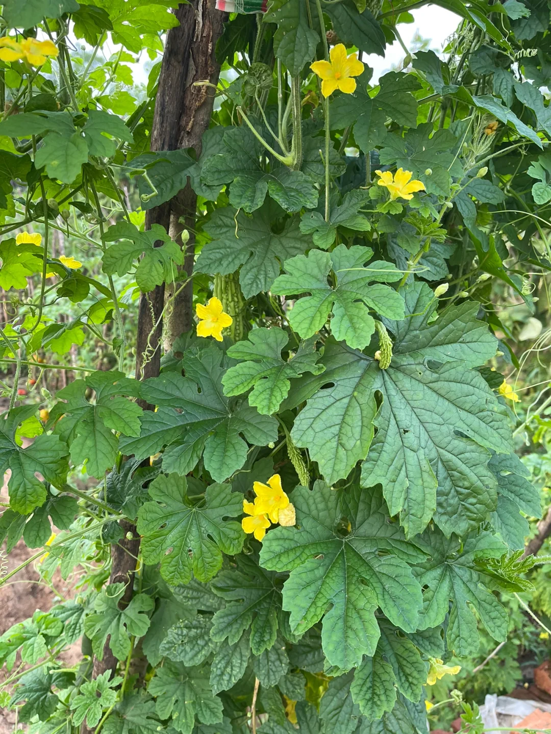 看图识蔬菜答案?