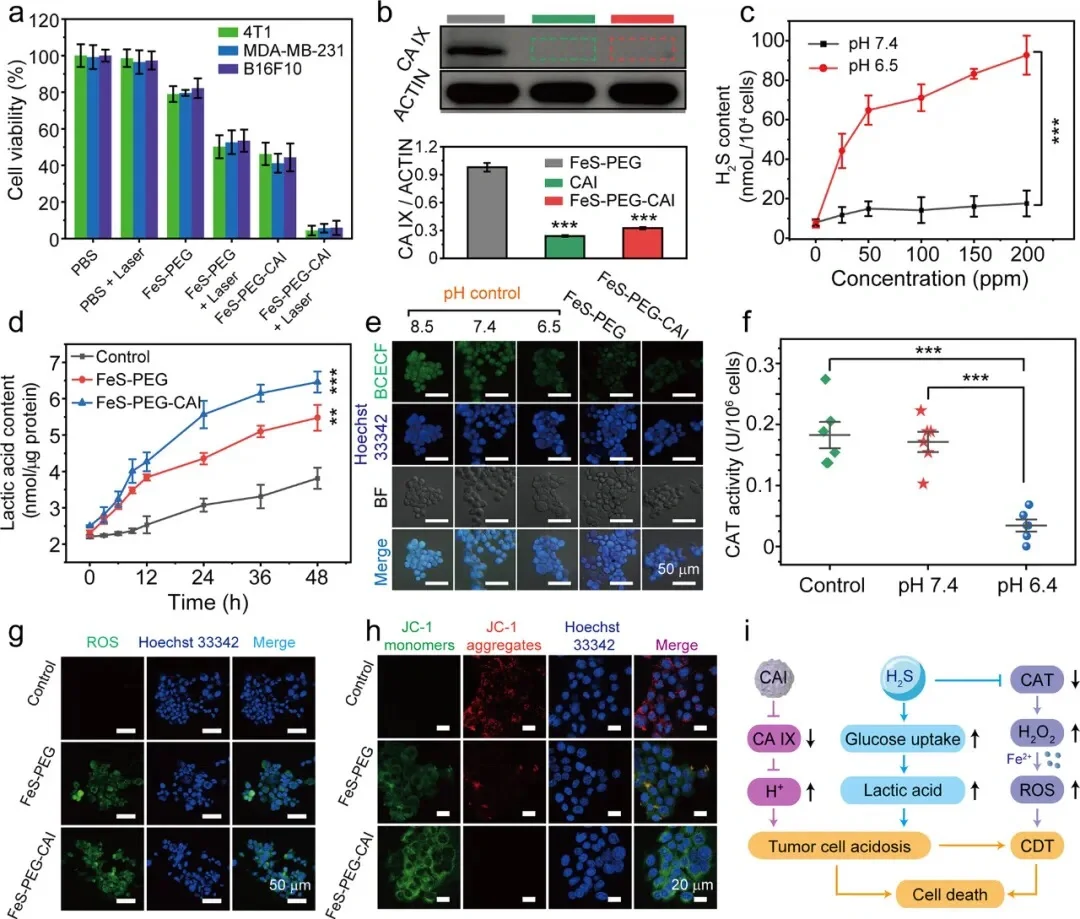 JACS:生物可降解硫化铁基纳米复合材料用于