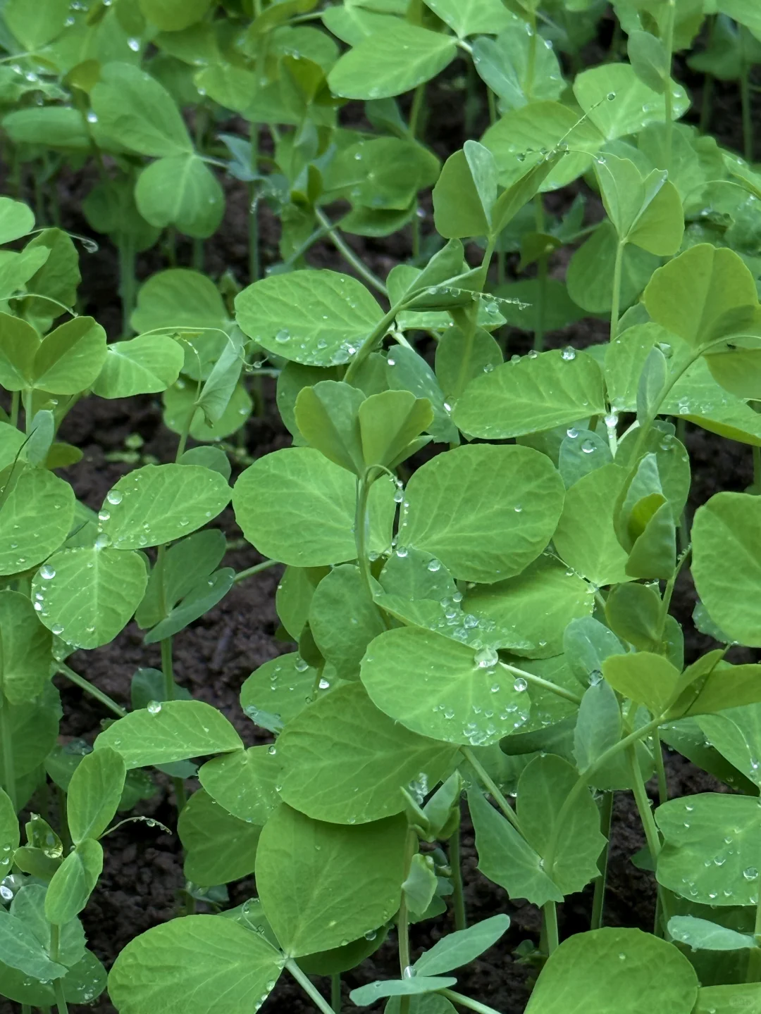 “天呐：永远没有一根杂草的菜地……”