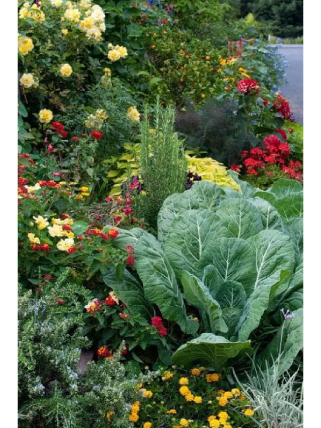 14个缤纷可食花园场景·蔬菜搭配美学