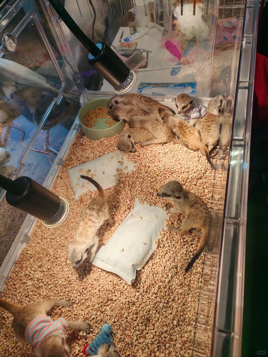 当农产品展遇见趣宠展怎么能不去薅羊毛