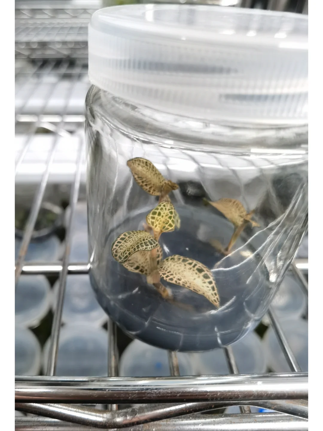 兰花里唯一观叶类型-宝石兰