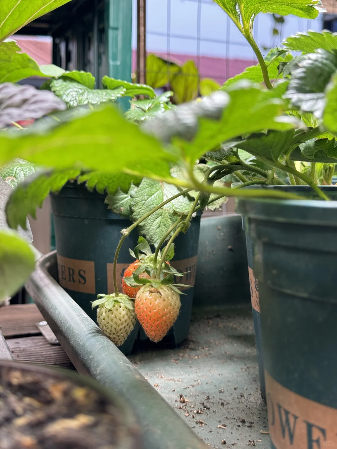 种菜之旅——两个多月的成果