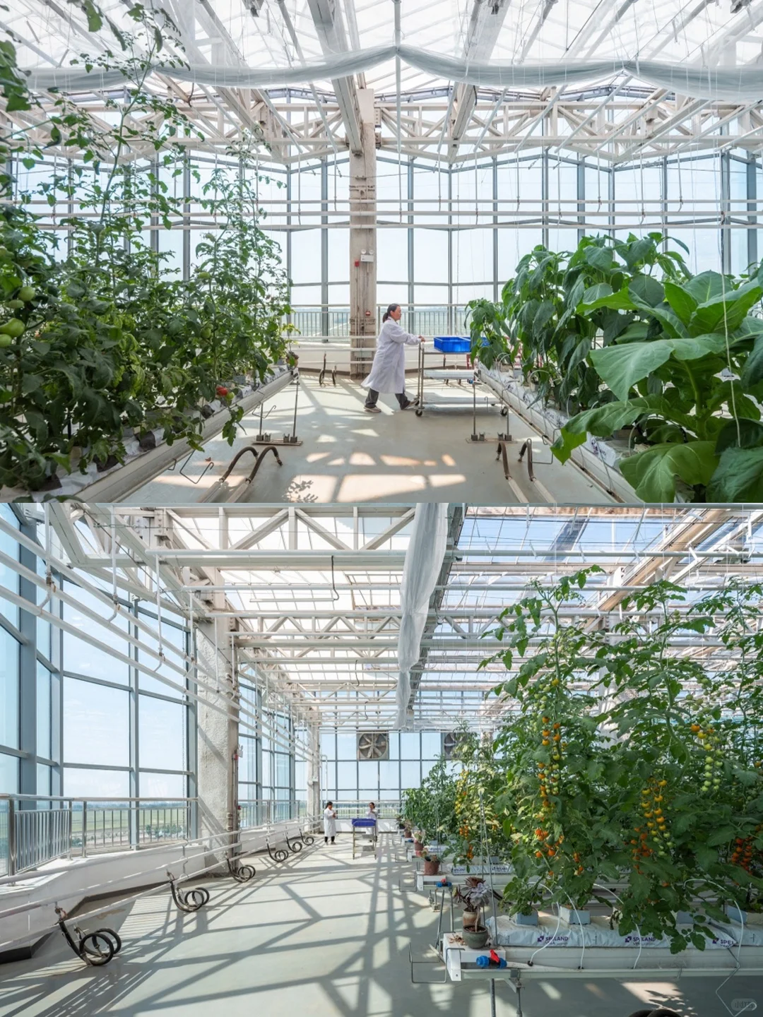 折叠玻璃立面?都市农业的未来长这样