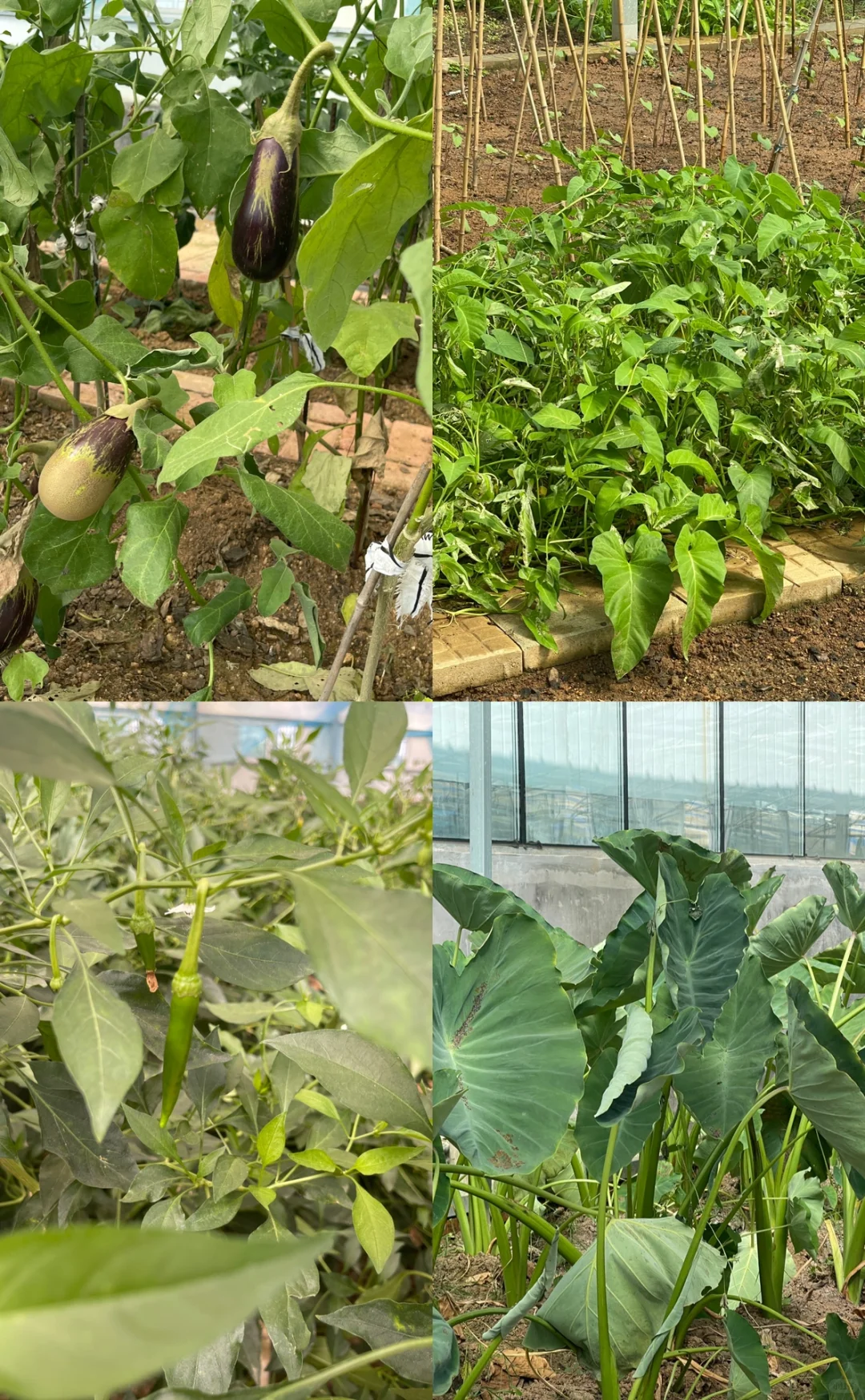 【亲子周末】“蔬”你最美｜有机蔬菜采摘