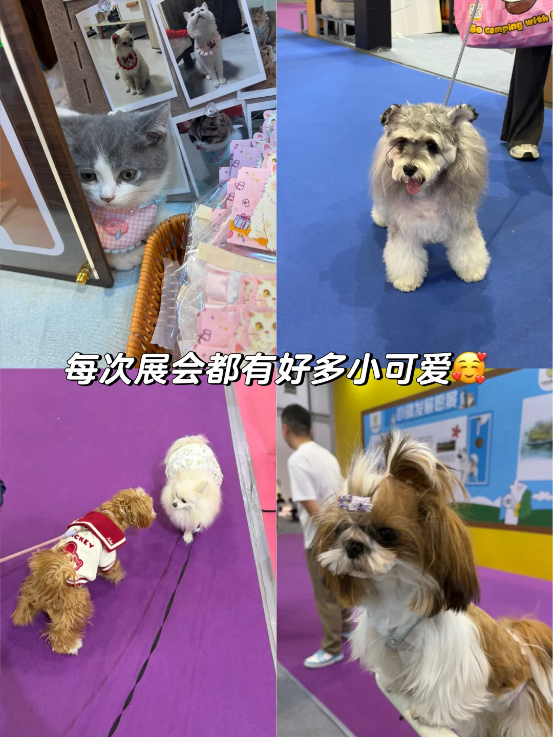 华东国际宠物展薅羊毛别来啦～值不回票价?