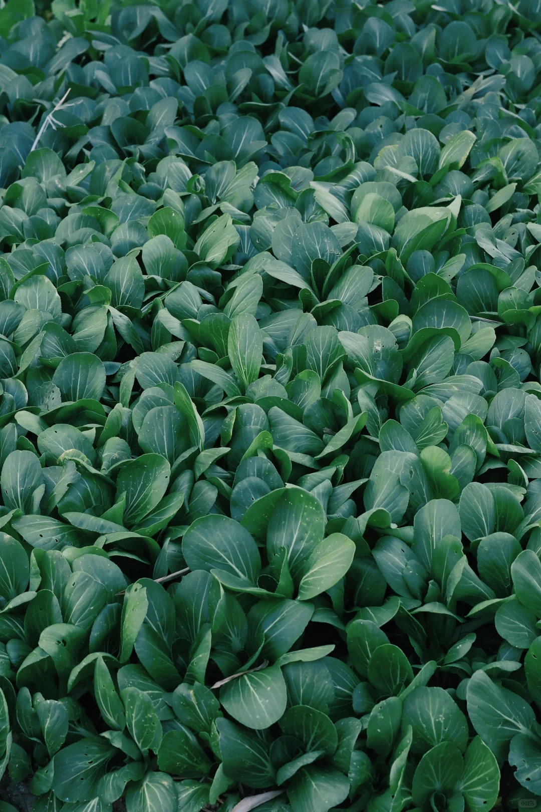 “15”「关于菜园治愈的文案」