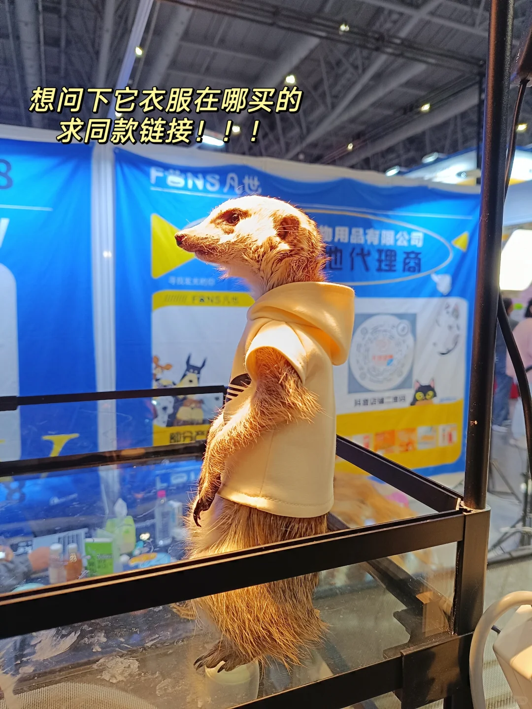 00后不上班，去“动物园”打工是为了什么？