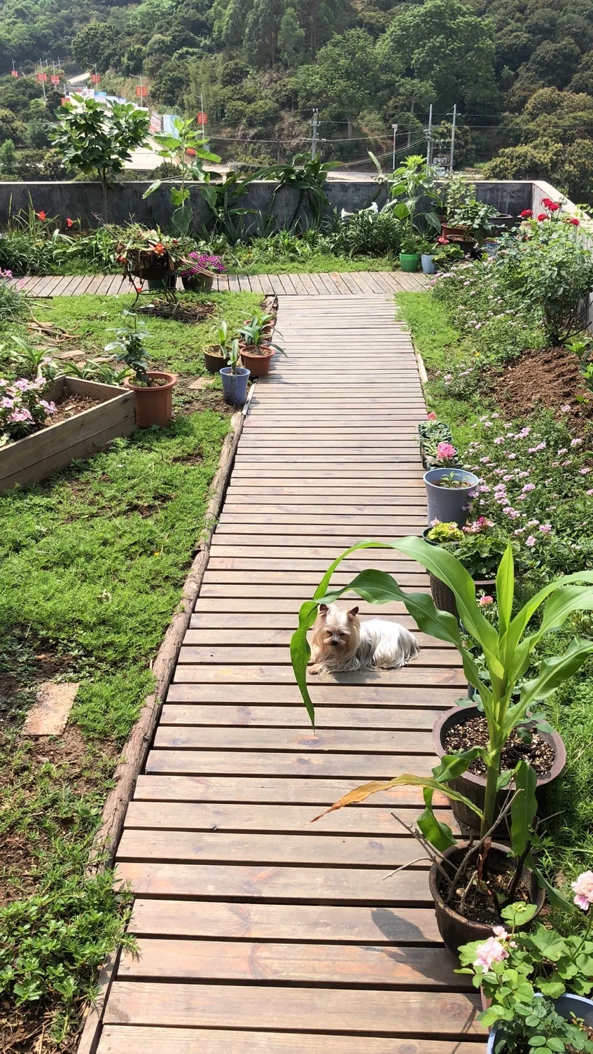 为了补漏防水隔热，我做了个楼顶花园