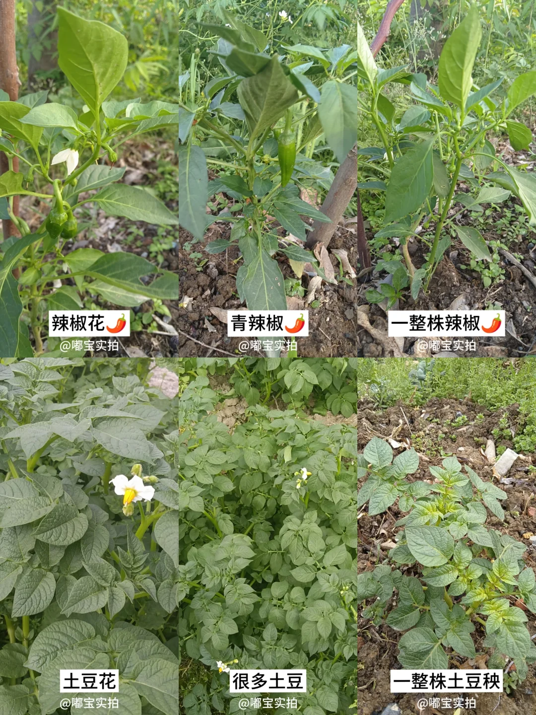 怕你们城里人没见过这些…