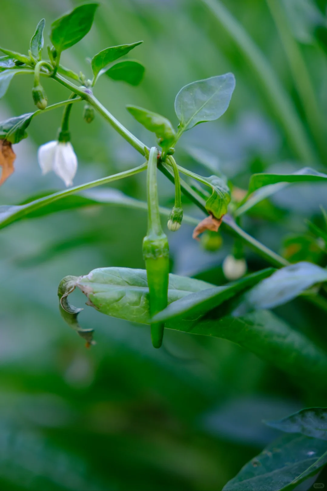 富士随拍｜菜园里的治愈色