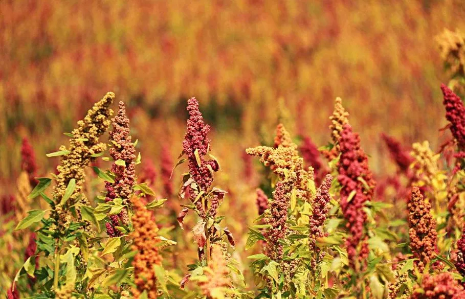 五谷不分的来认五谷