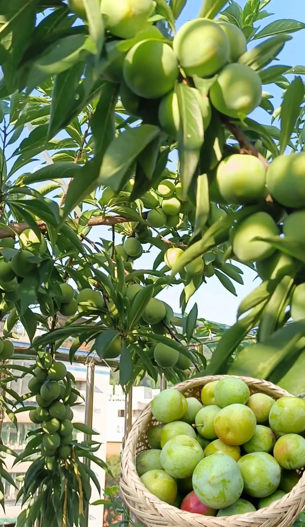 属于自己的小自然世界～我的楼顶果园