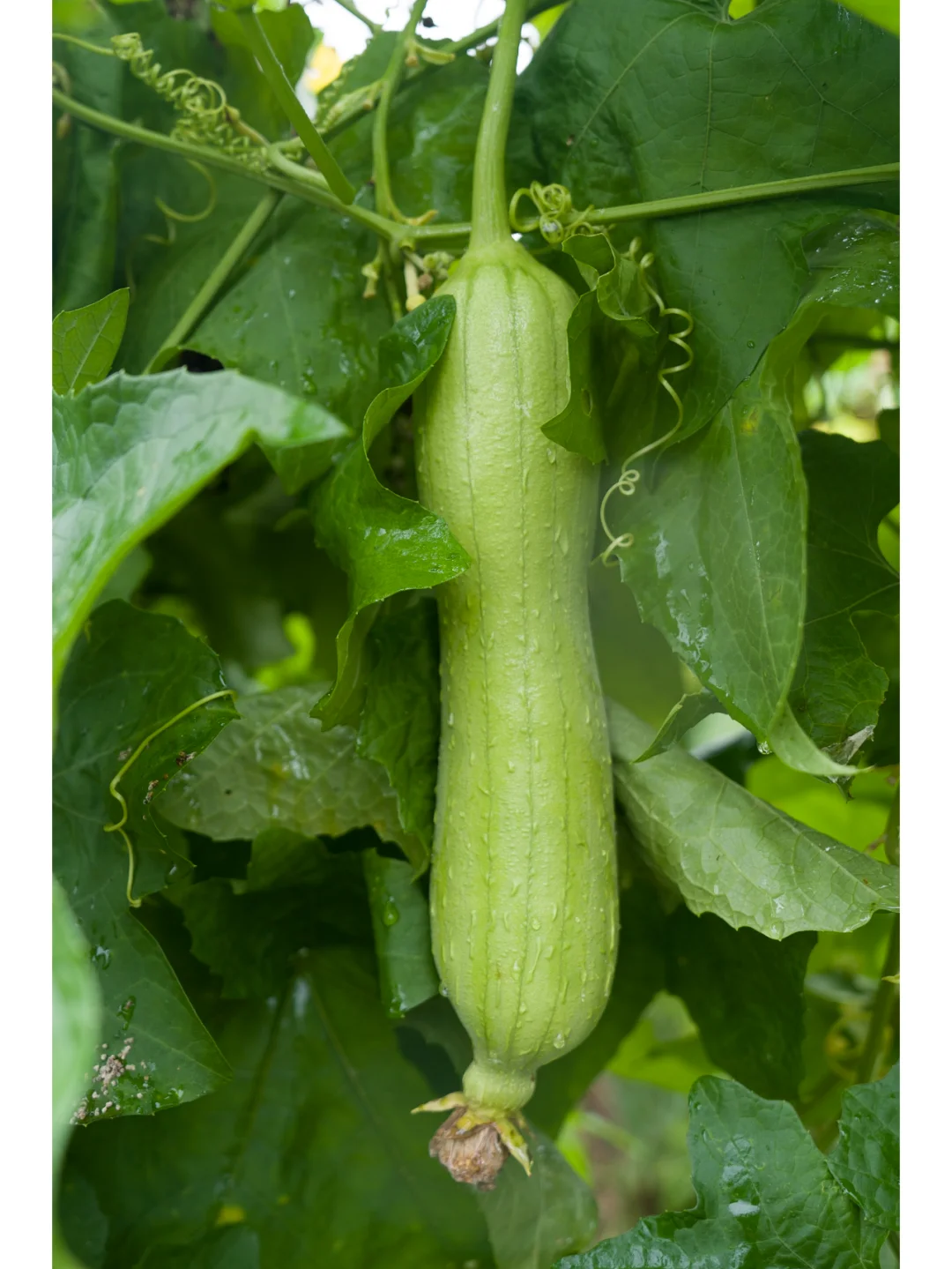 自然农法种出来的蔬菜，真正的纯天然无污染