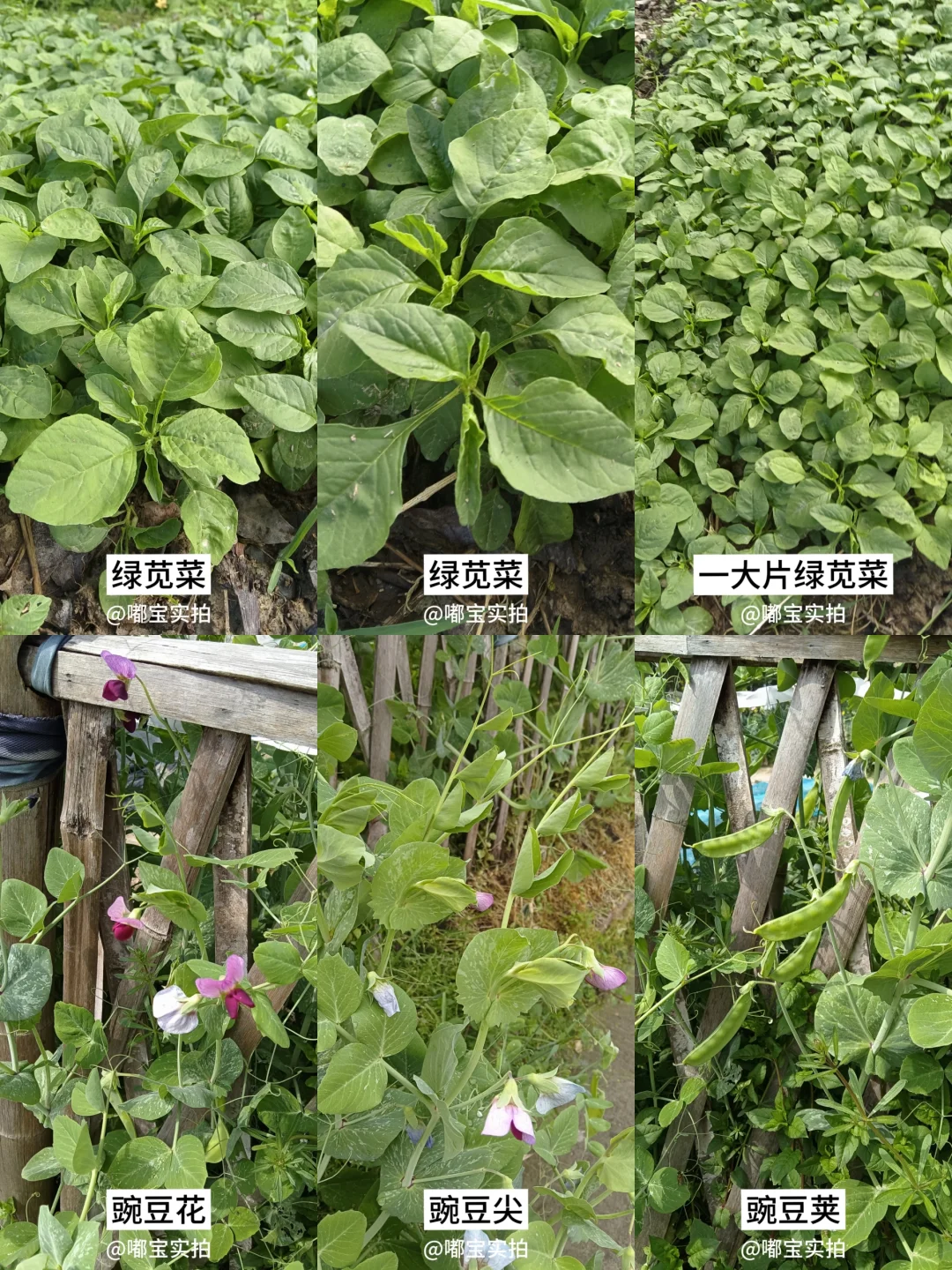 怕你们城里人没见过这些…