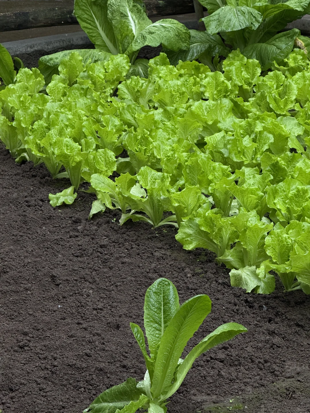 “天呐：永远没有一根杂草的菜地……”