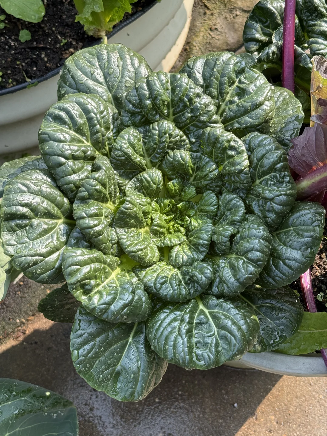 种菜之旅——两个多月的成果