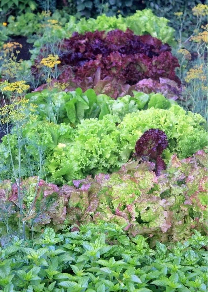 14个缤纷可食花园场景·蔬菜搭配美学