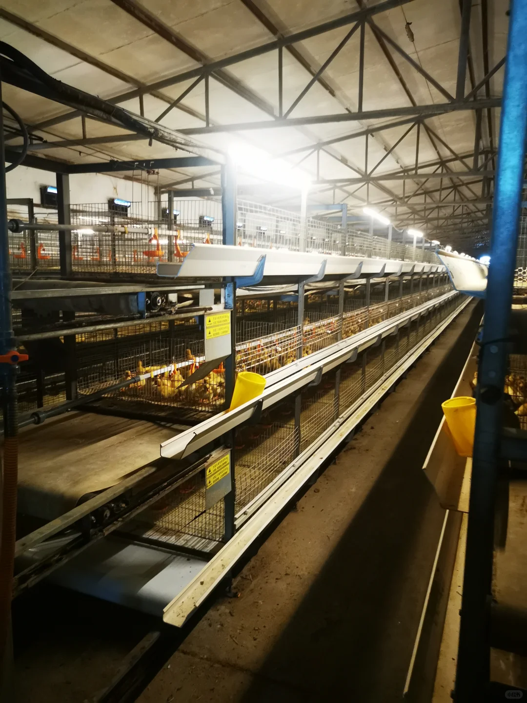 参观鸭胚生产源头