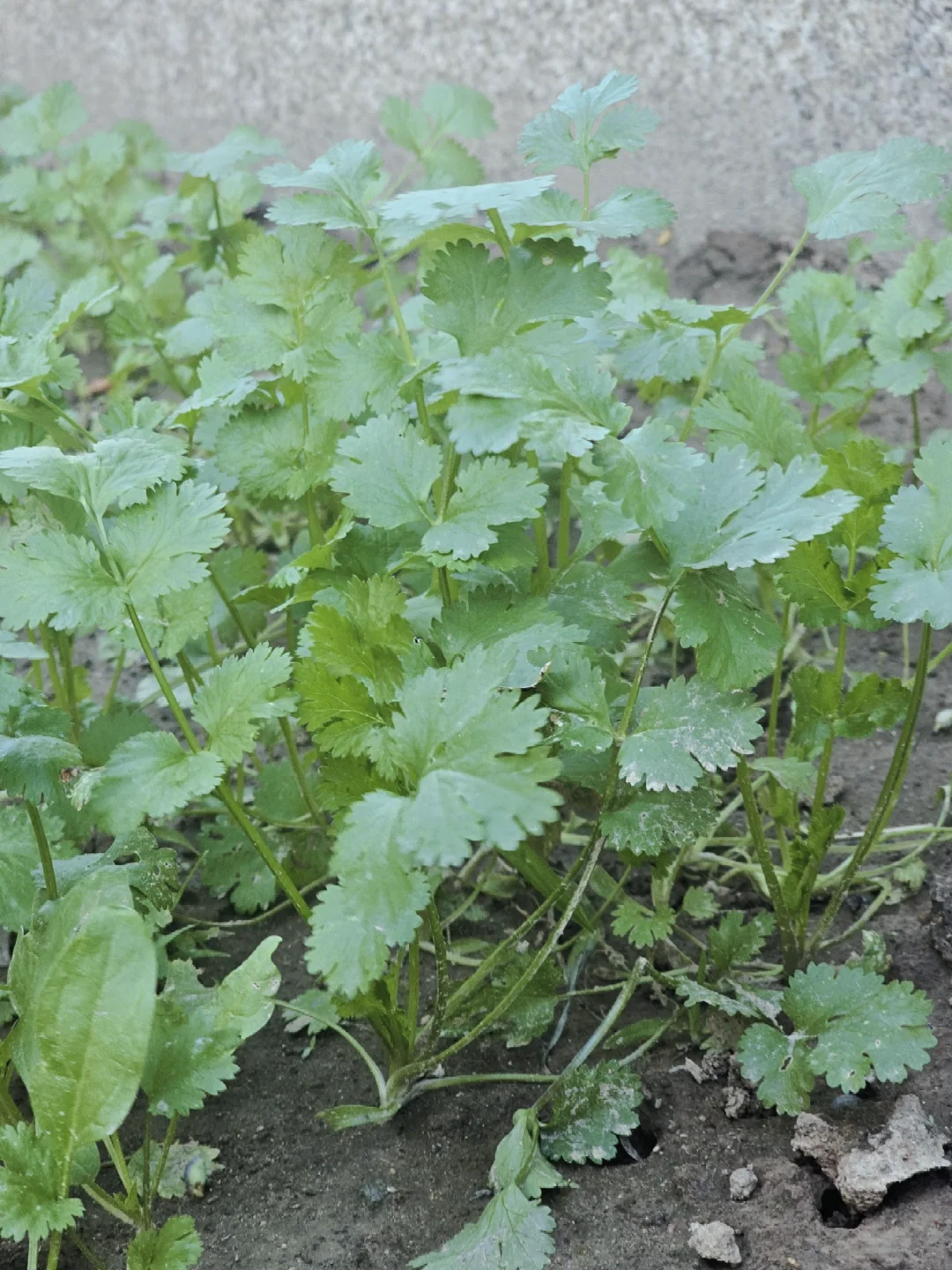 丰收了，蔬菜自由啦