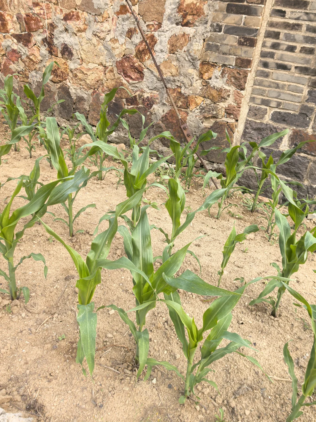 在线猜农作物蔬菜看你能闯到第几张