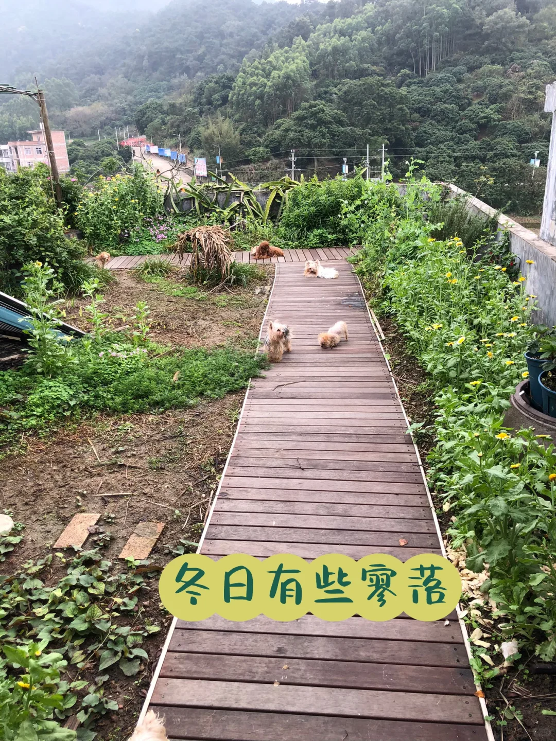 为了补漏防水隔热，我做了个楼顶花园