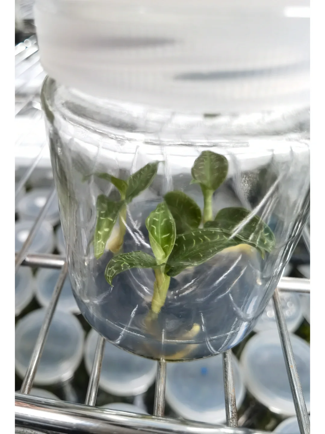 兰花里唯一观叶类型-宝石兰