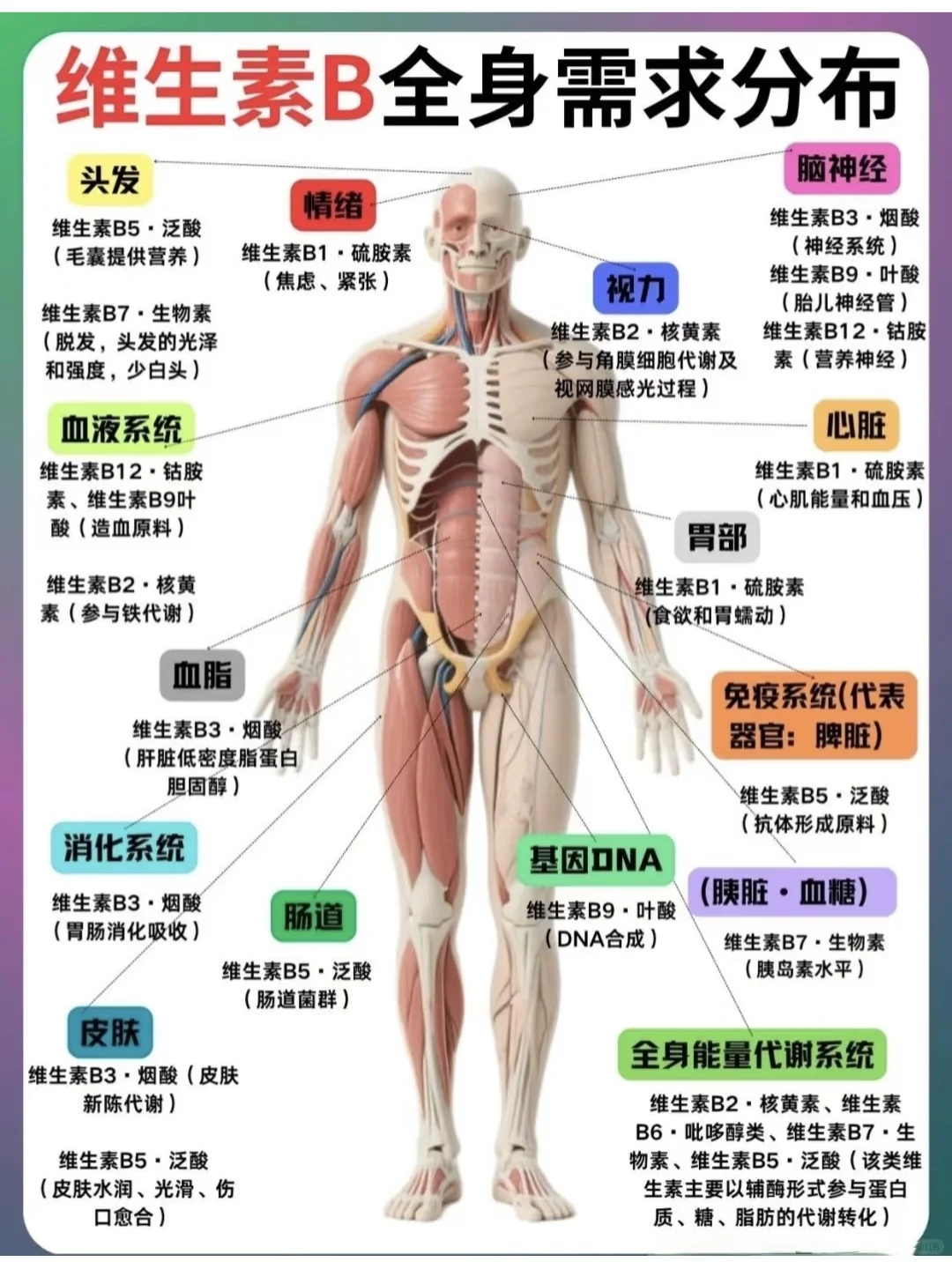 ‼️维生素B族真的很重要，全身都需要！