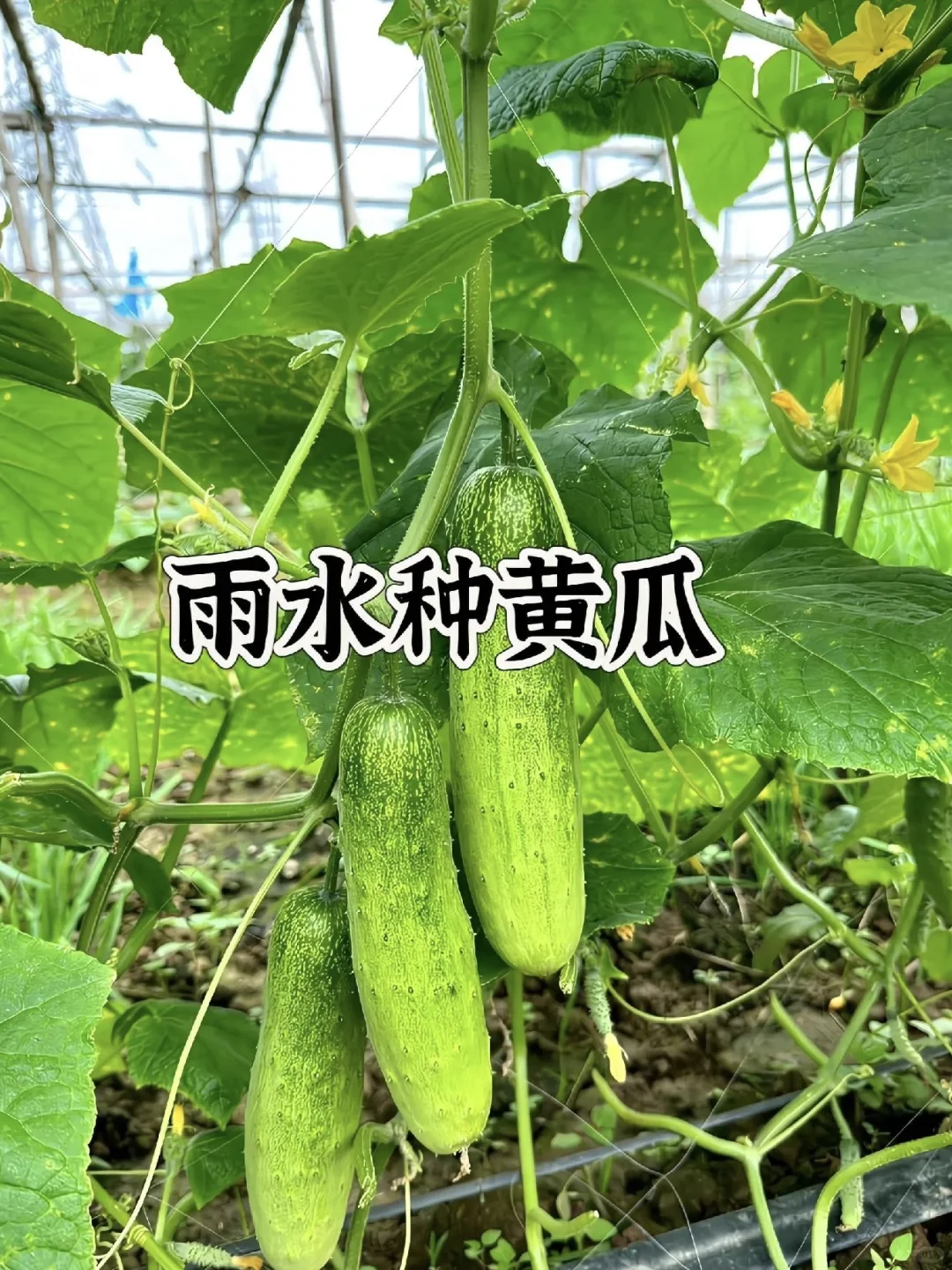 种菜时间表！