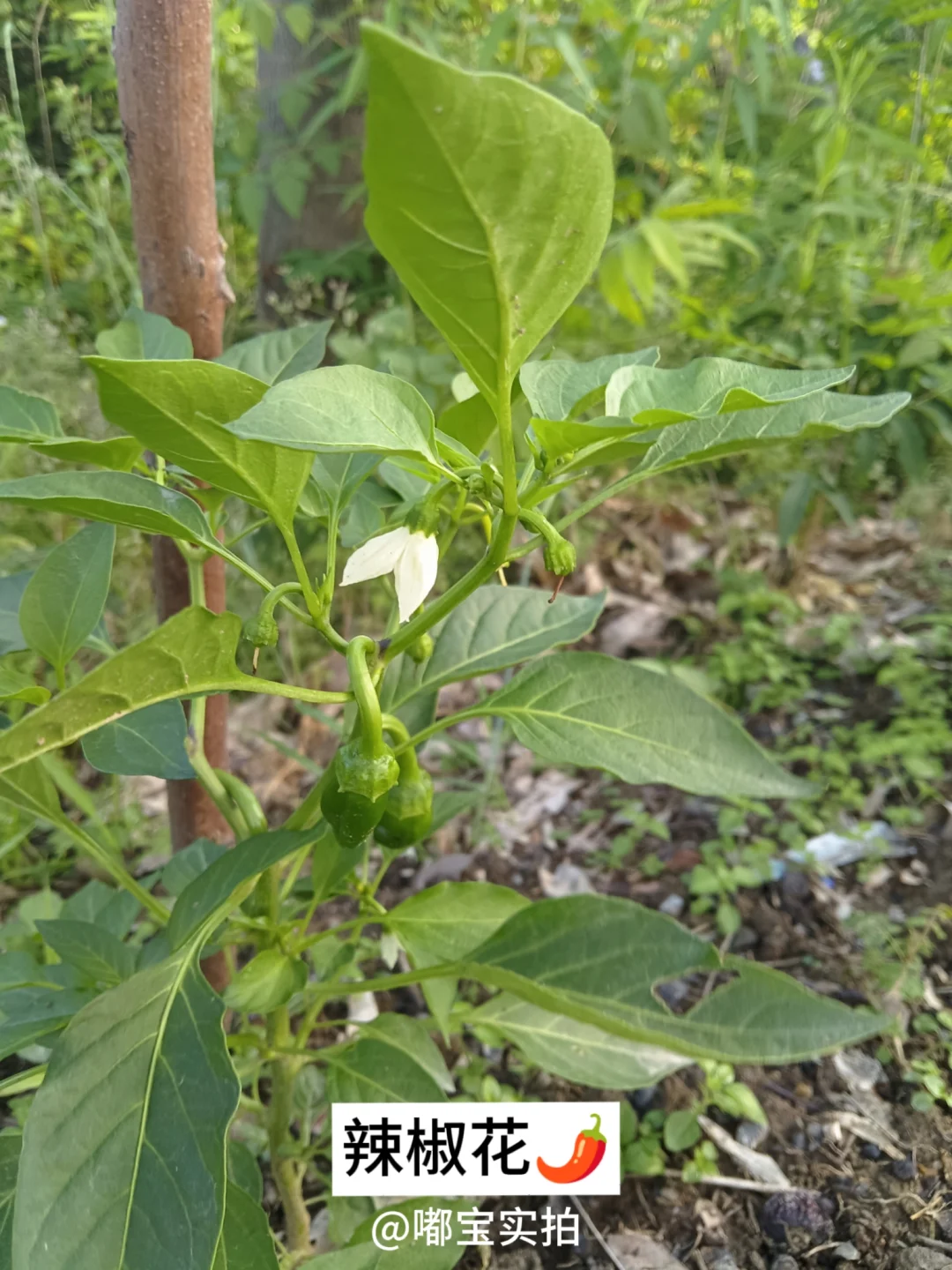 怕你们城里人没见过这些…