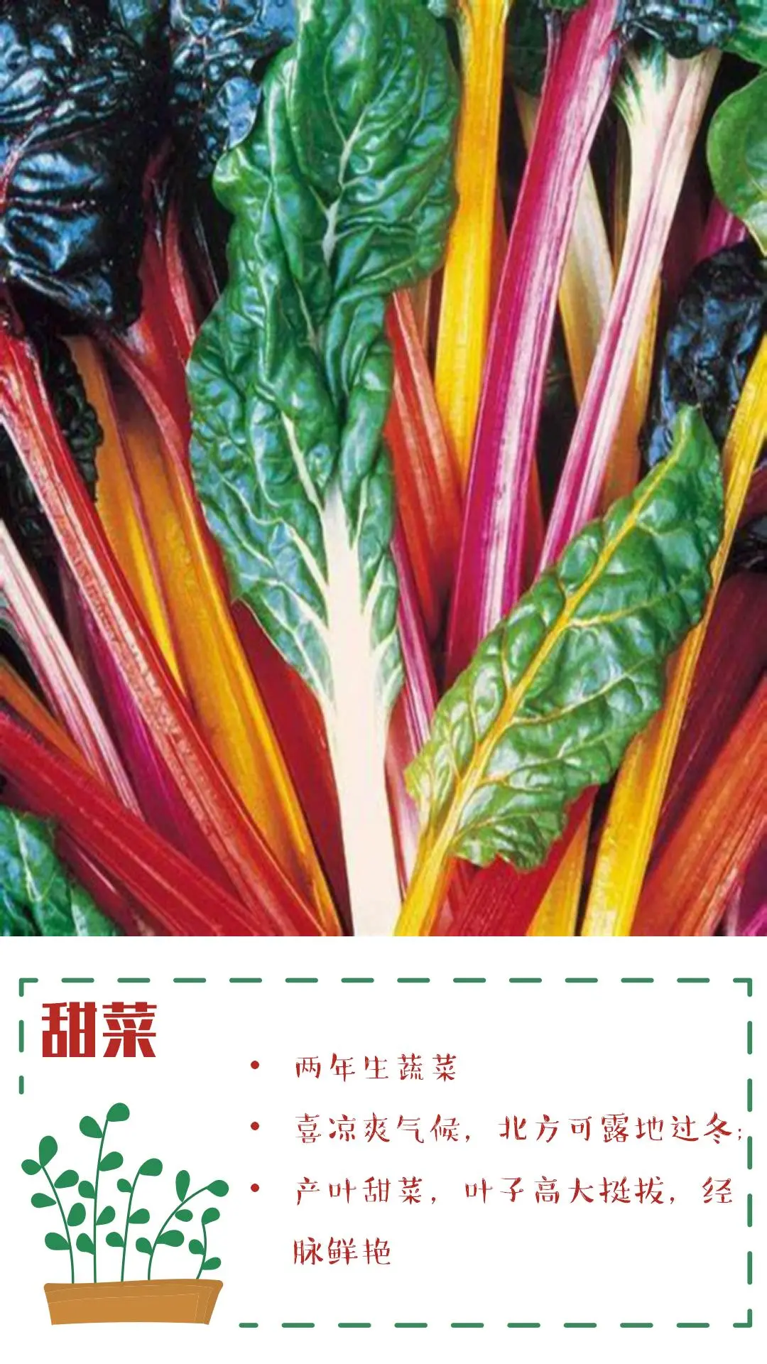 可食花园不可缺少的高颜值蔬菜