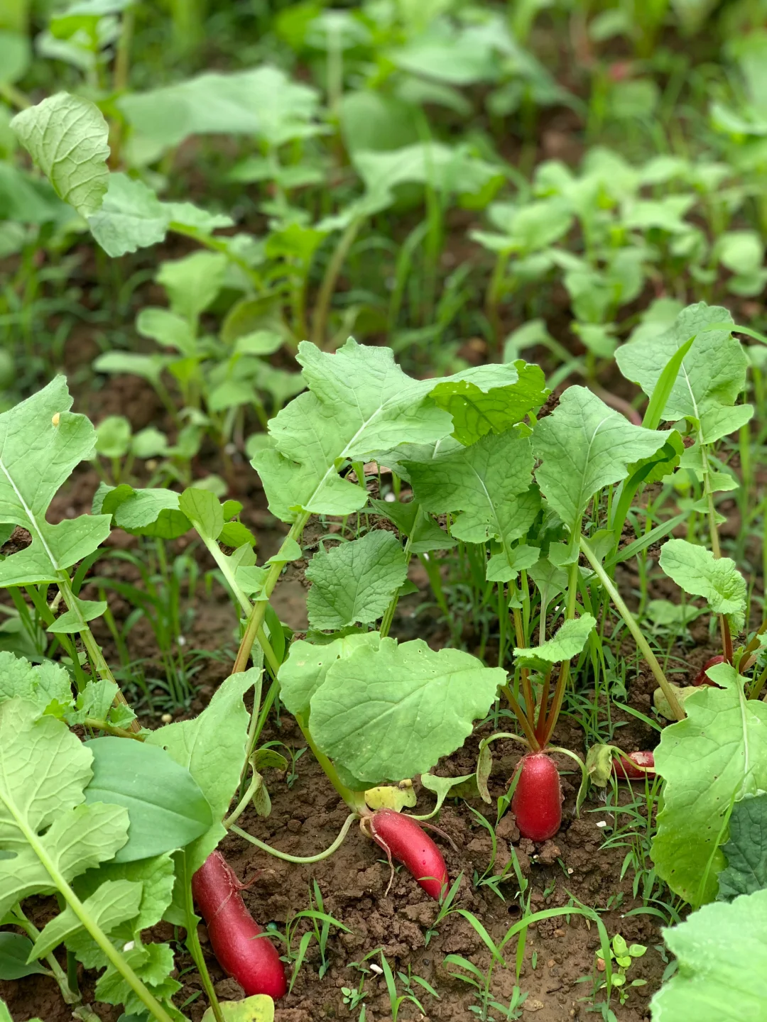 秋雨中的小菜园