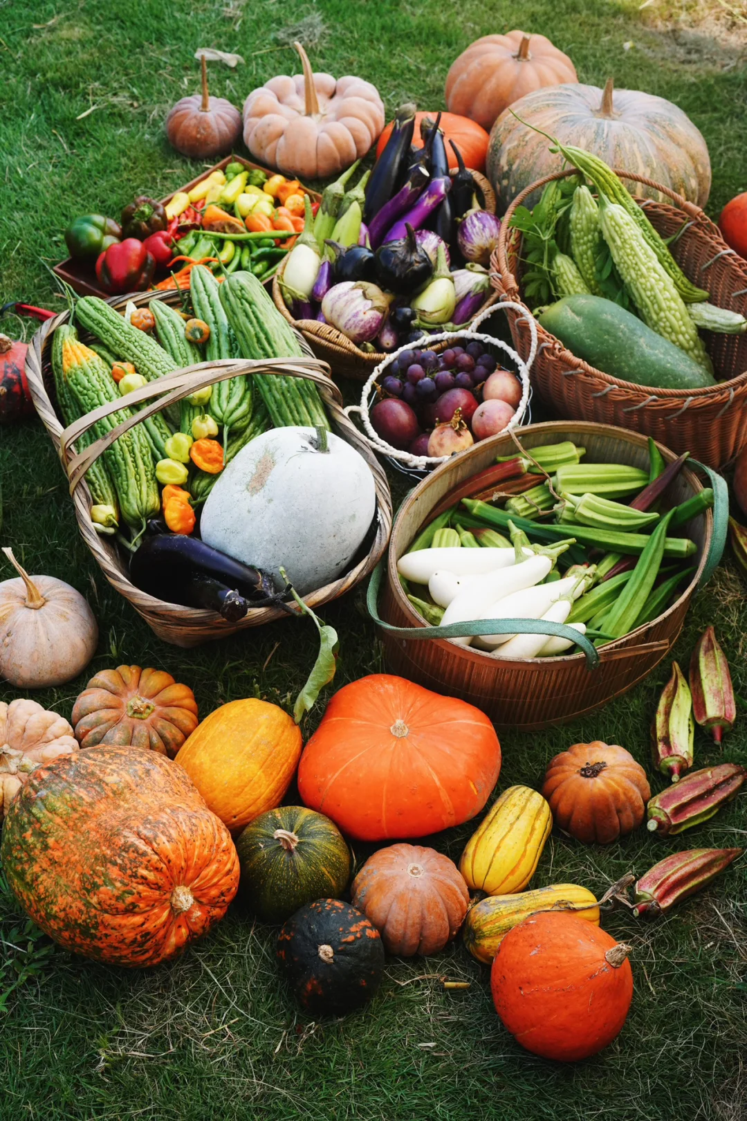 夏季的菜园就是最好的调色盘?