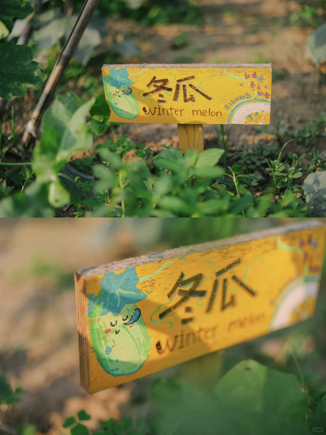 田野农｜给地里的蔬菜做了名牌！