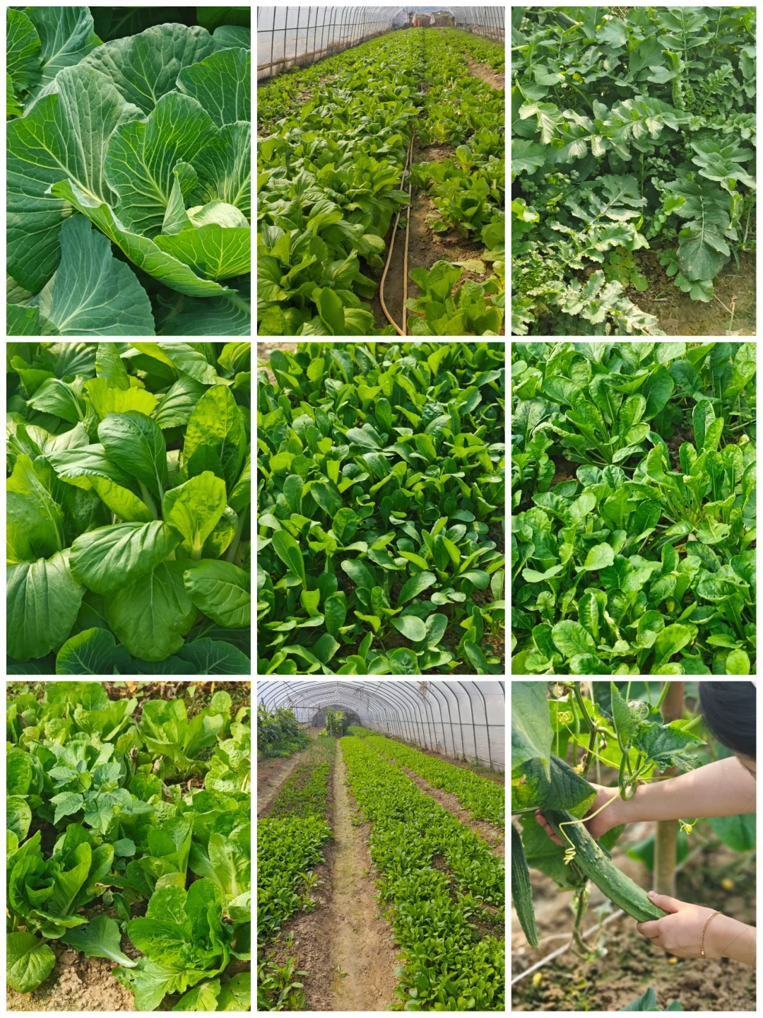 线上第一单！10斤蔬菜24元（不包邮）