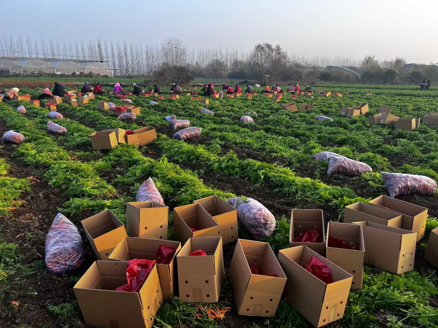 真真正正的自产有机蔬菜