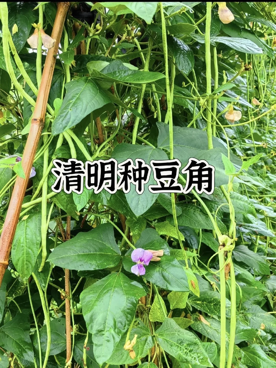 种菜时间表！