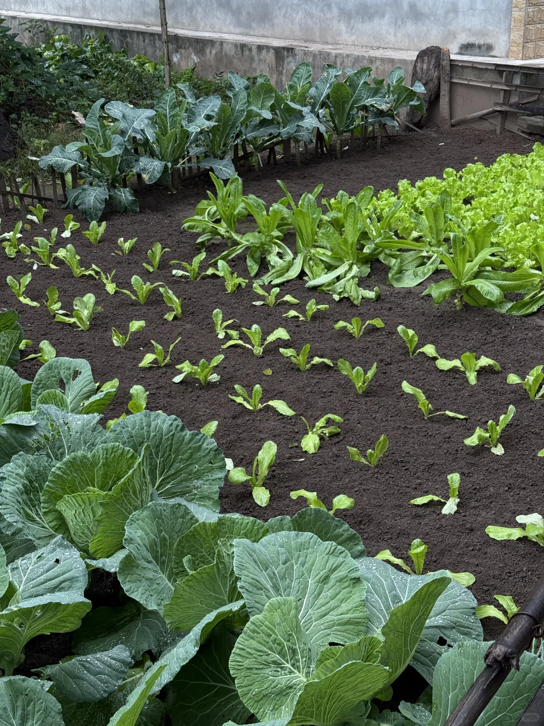 “天呐：永远没有一根杂草的菜地……”